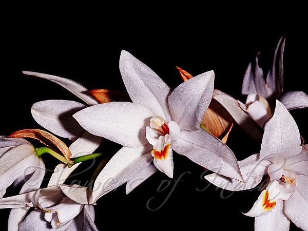 Nilgiri Coelogyne